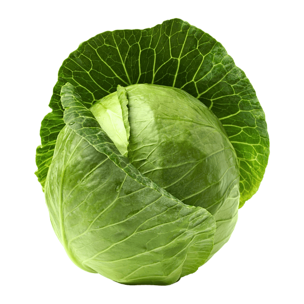 Cabbage